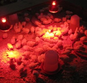 Lắp đặt đèn úm gà con hồng ngoại trong chăn nuôi trang trại