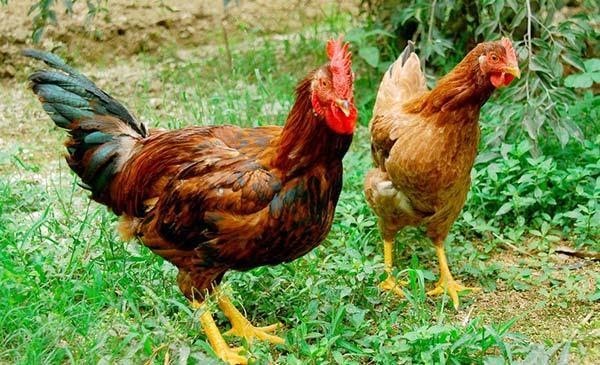 Các loại gà cό giá trị kinh tế cao nông dȃn nên đầu tư