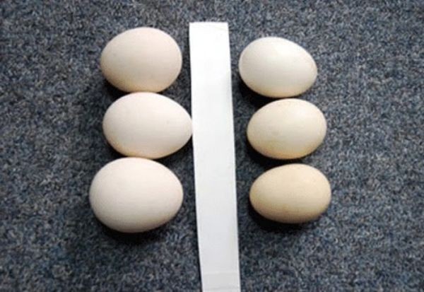 Lựa chọn trứng theo ngoại hình
