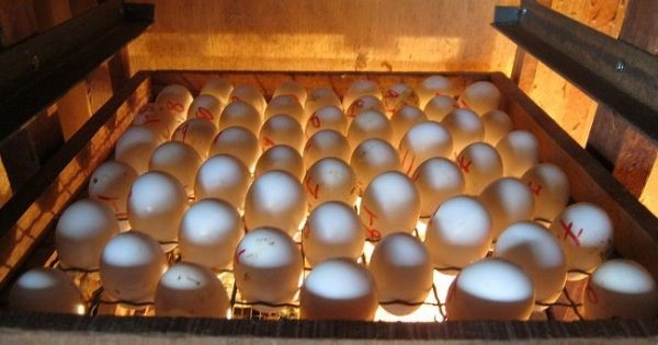 Chuẩn bị máy ấp trứng trước khi ấp bằng máy