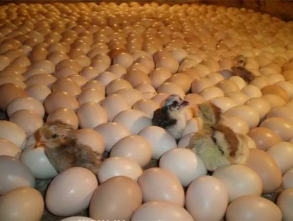 Trong thời gian ấp trứng vịt, bà con cần phải nhớ soi trứng đầy đủ hai lần